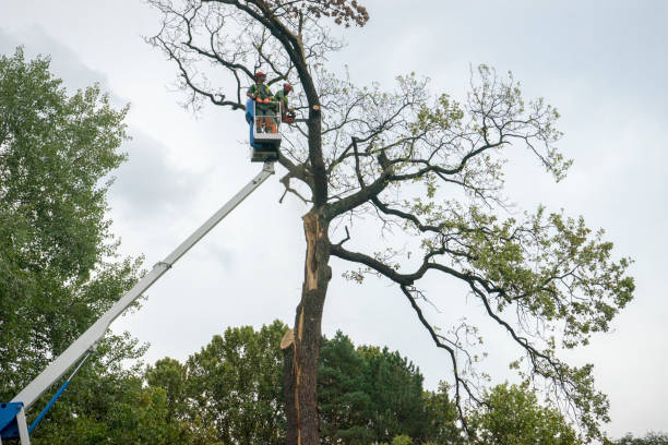 Best Tree Removal Near Me  in Dagsboro, DE